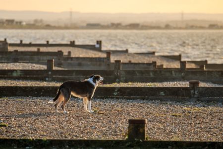 pet photography whitstable